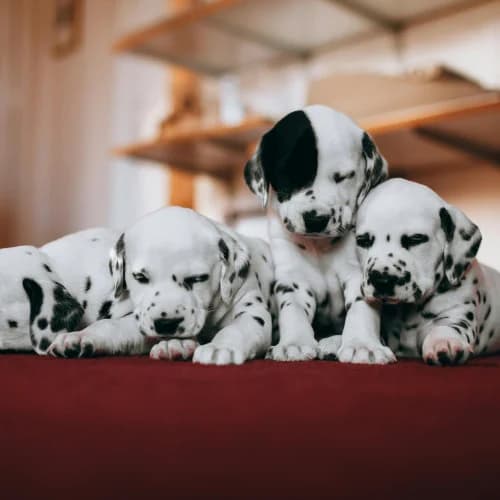 Breeders
