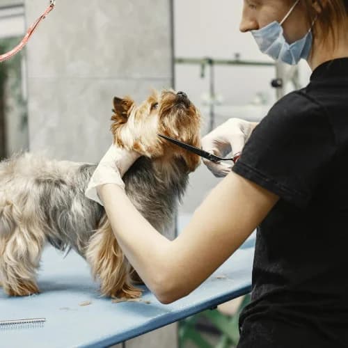 Groomers
