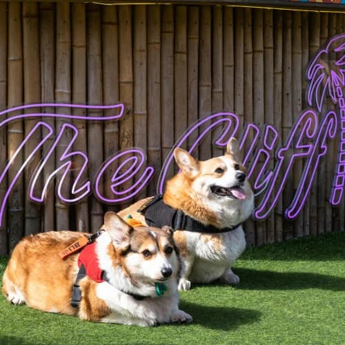 Pet Hotels