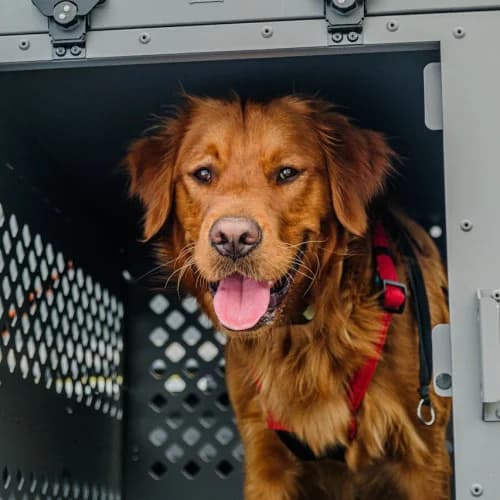 Pet Taxi