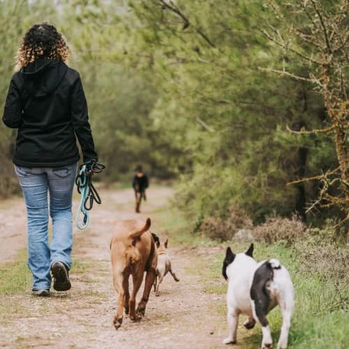 Dog Walkers / Sitters