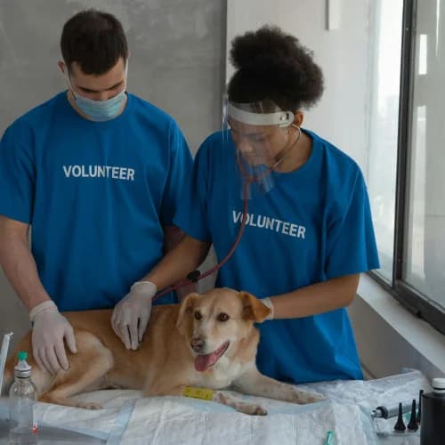 Animal Shelters