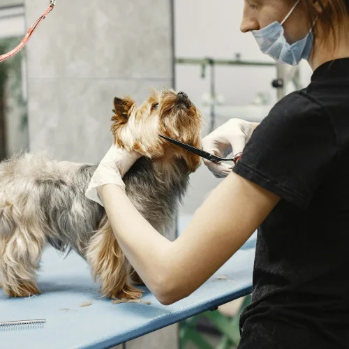 Groomers