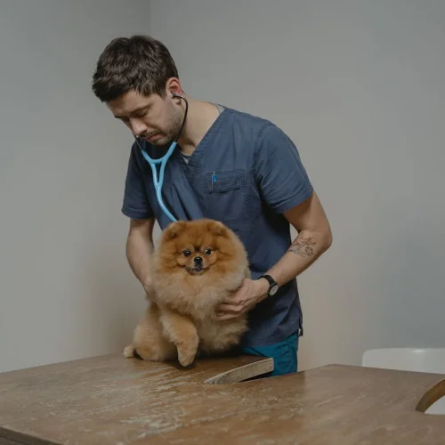 Veterinarians