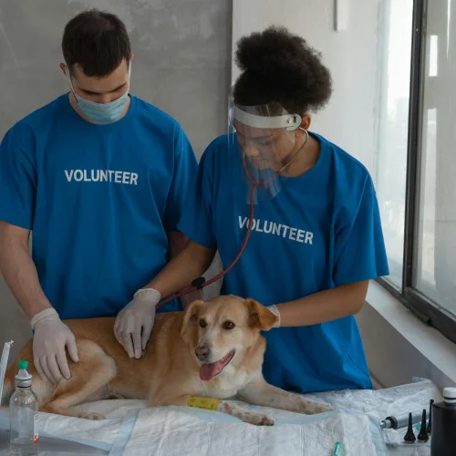 Animal Shelters
